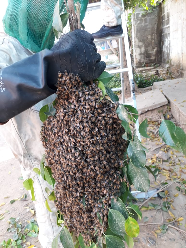 ABEJAS